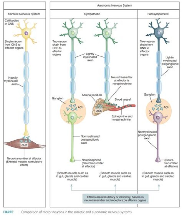 Are alpha motor neurons CNS?
