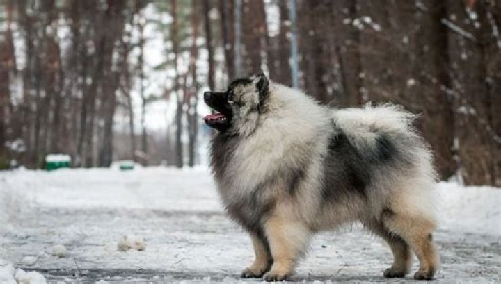 Are Keeshond dogs aggressive?