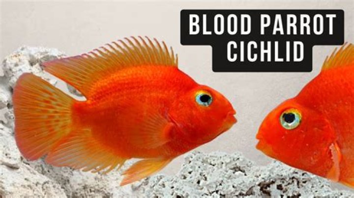 Are my parrot fish mating or fighting?