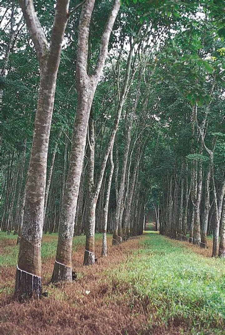 Are rubber trees profitable?