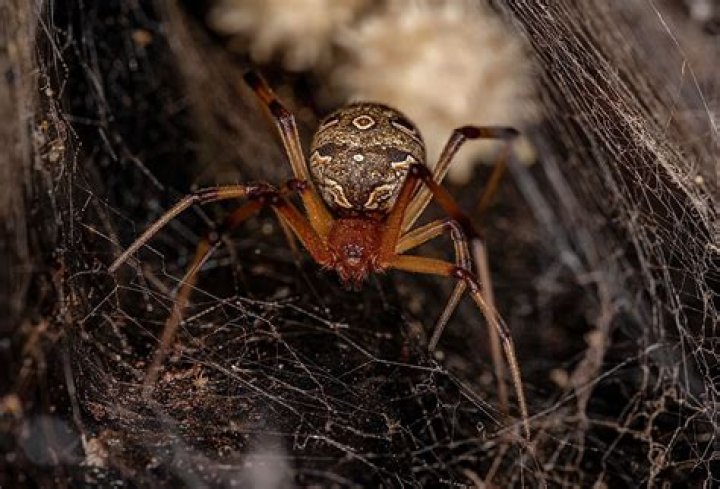 Are there any poisonous UK spiders?