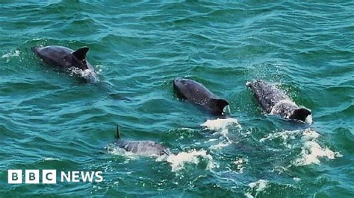 Are there dolphins near Daytona Beach?