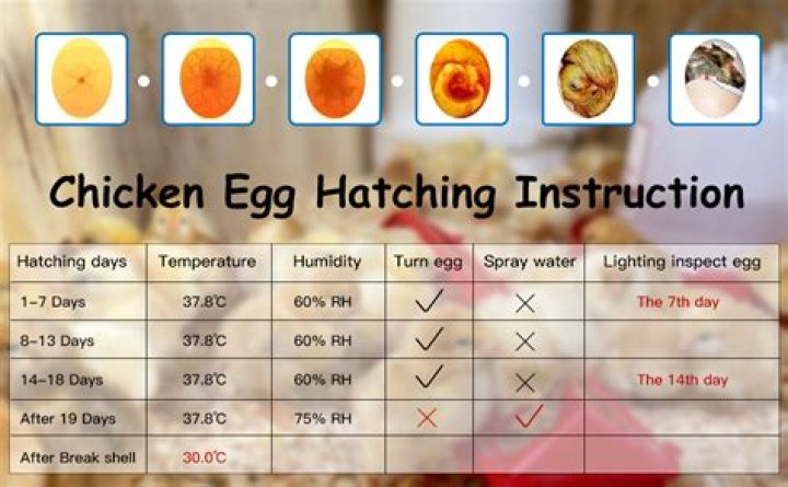 At what temperature do eggs congeal?