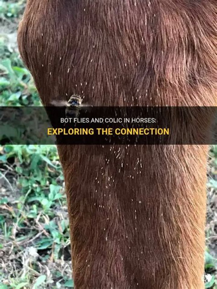 Can bot flies hurt horses?