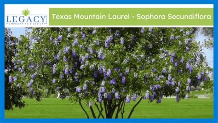 Can I grow Texas Mountain Laurel from seed?