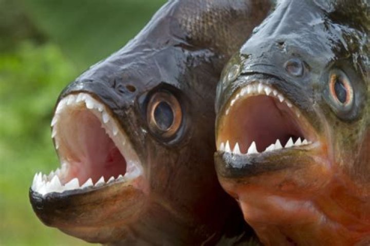 Can piranhas survive in a lake?