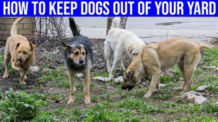 Can you keep the Dawnguard dogs?