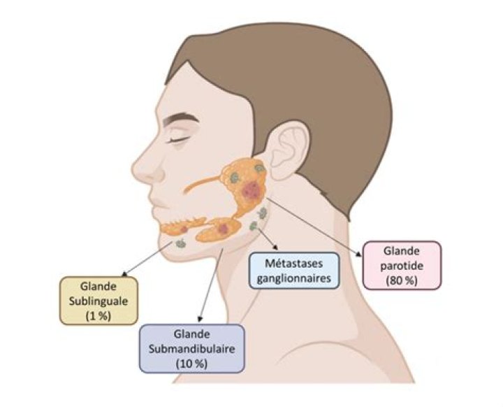Comment stimuler les glandes salivaires?