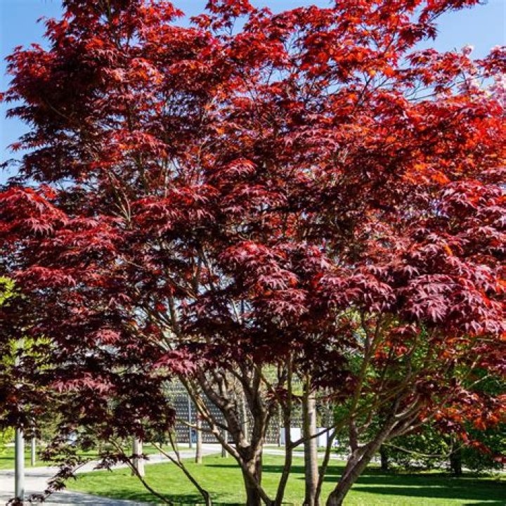 Do maple trees grow in Los Angeles?