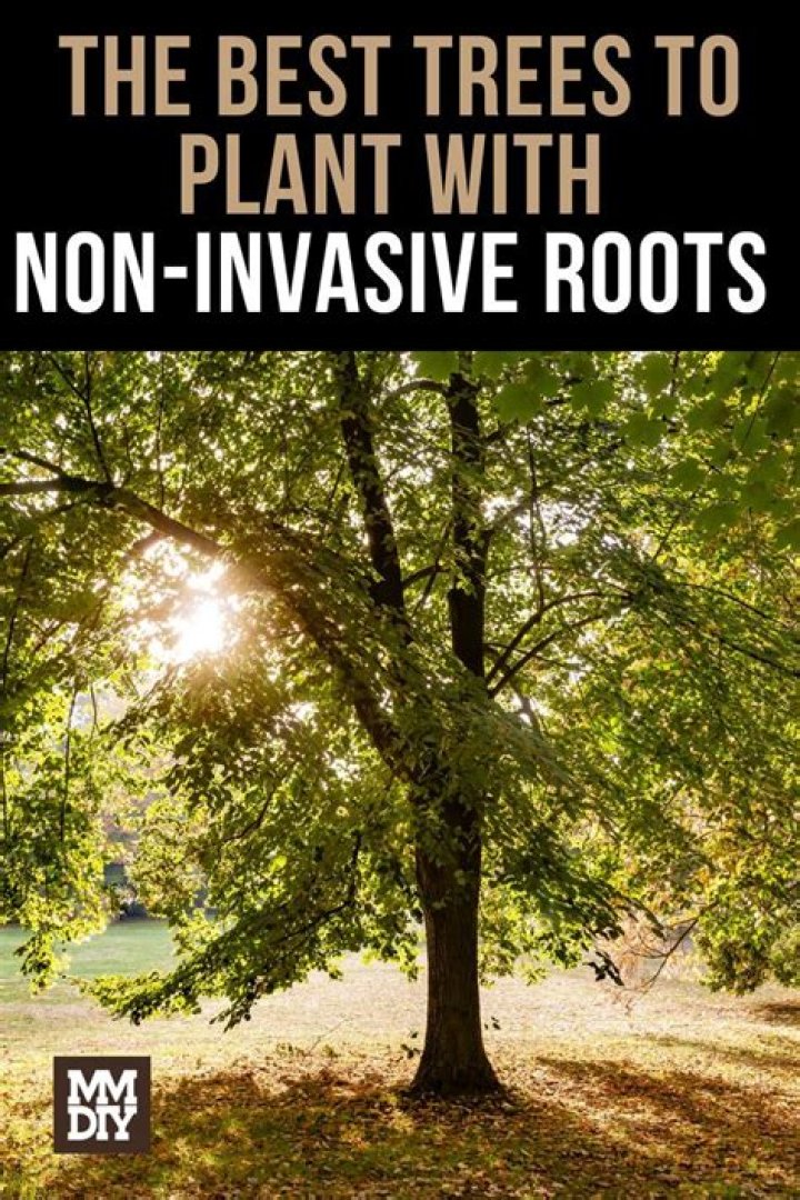 Do Thuja trees have invasive roots?