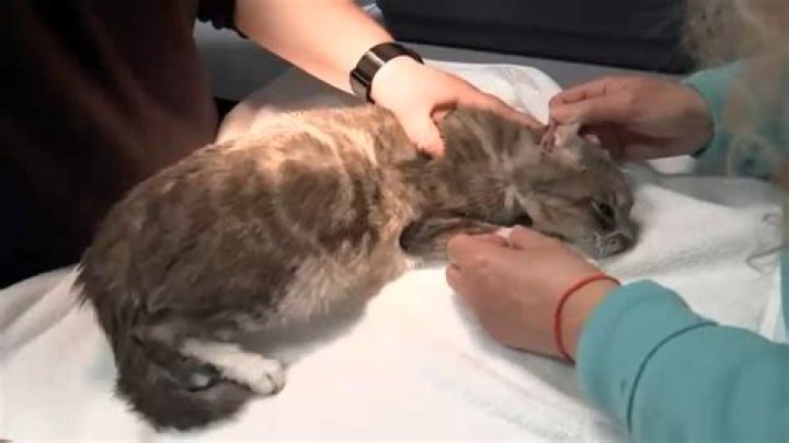 Do vets get injured?