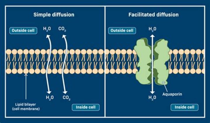 Does facilitated active diffusion use energy?