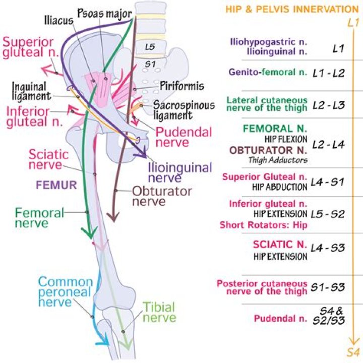 Does genitofemoral nerve Pierce psoas major?