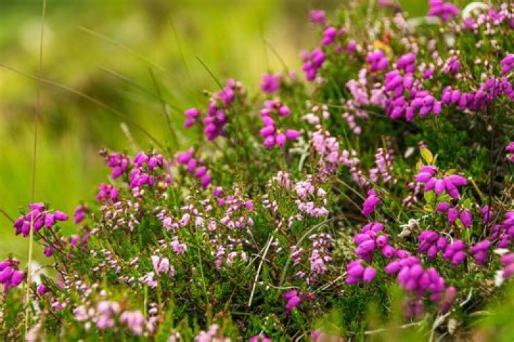 Does heather bloom in summer?