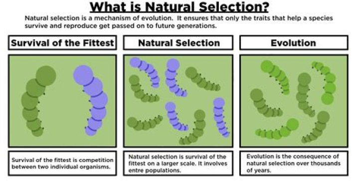 Does natural selection involve humans?