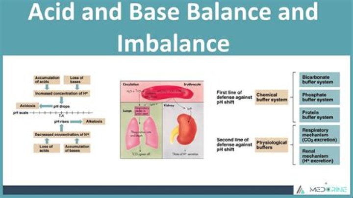 Does protein maintain acid-base balance?