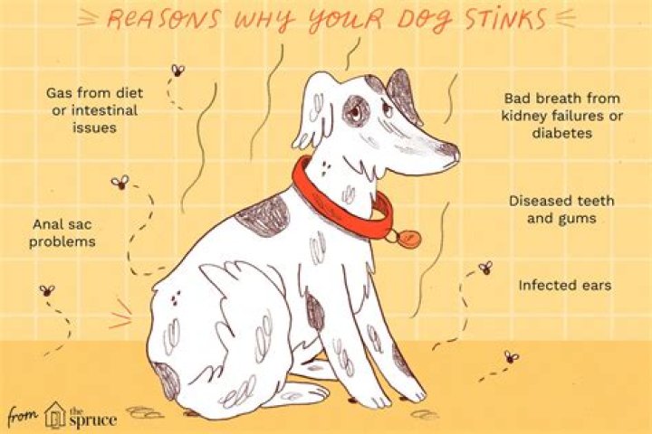Does tartar make dogs breath stink?