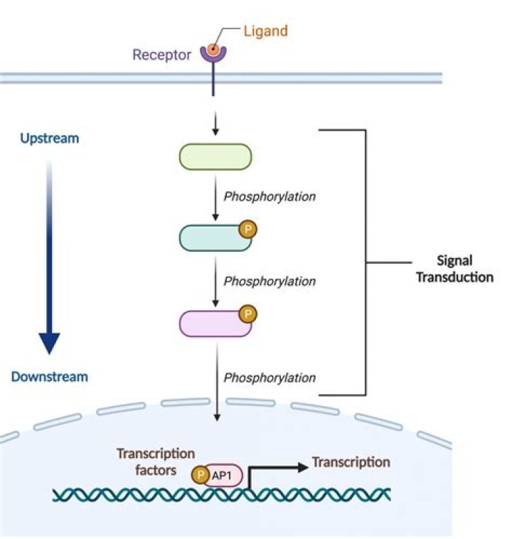 How are transcription factors and signaling molecules related?