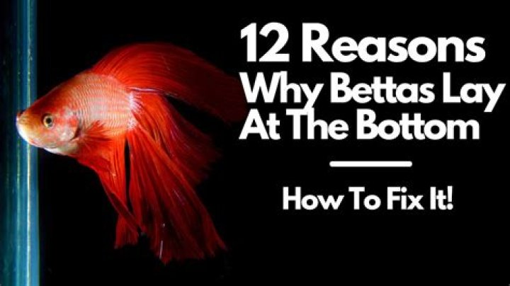 How big of a tank do you need to raise salmon?