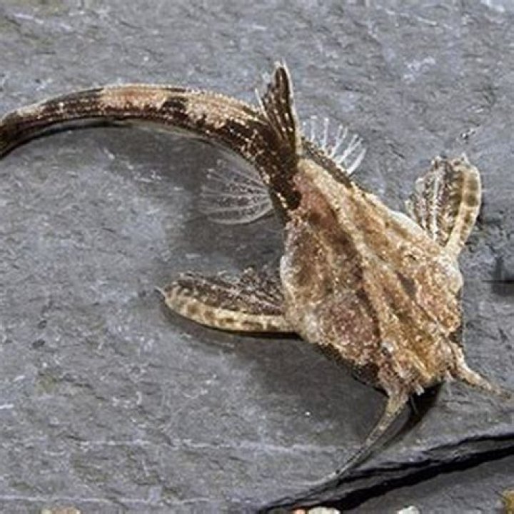 How big will a banjo catfish get?