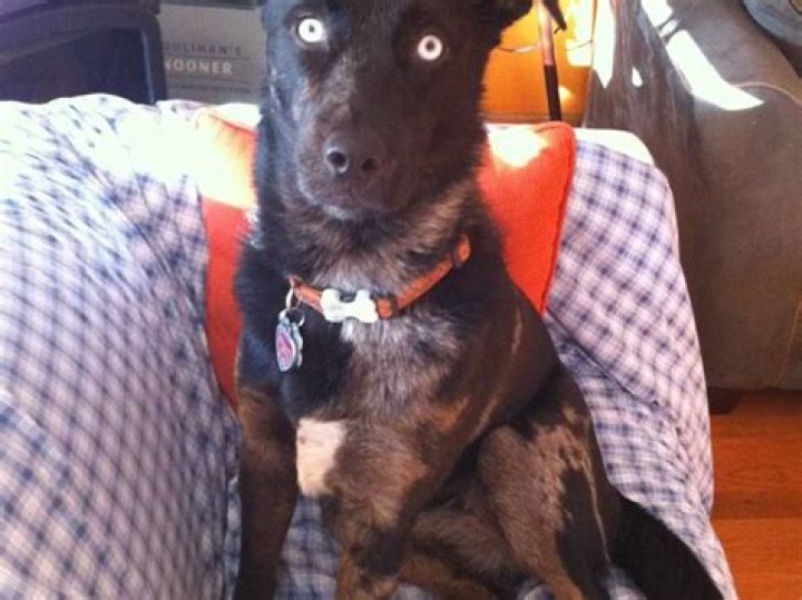 How can I tell what is wrong with my dog?