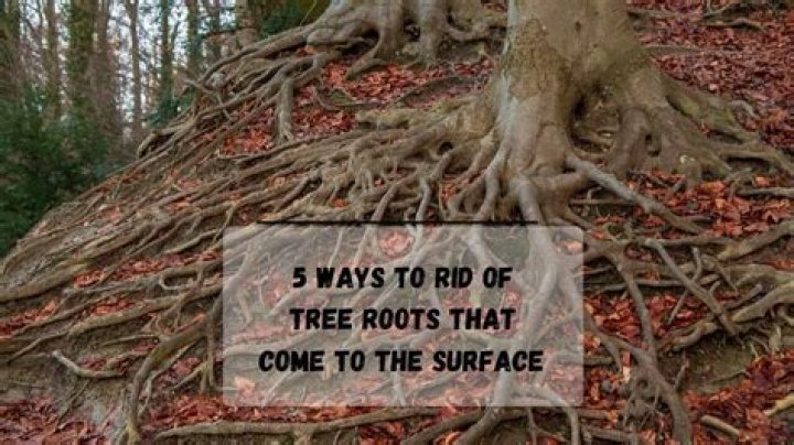 How do I get rid of tree roots under my sidewalk?
