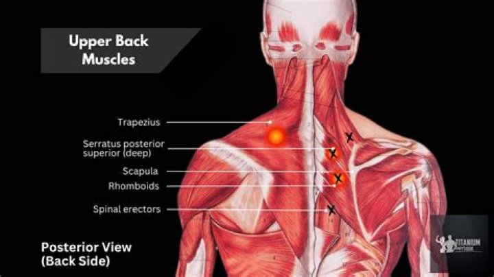 How do you build upper back and shoulder muscles?