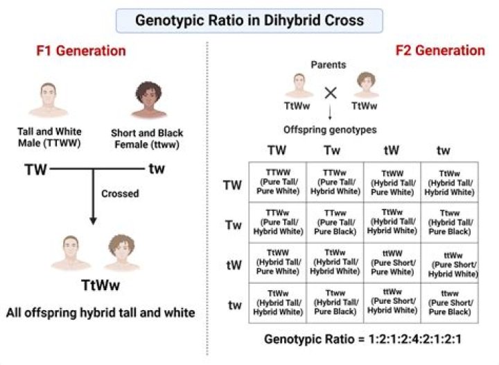 How do you calculate genotype fitness?