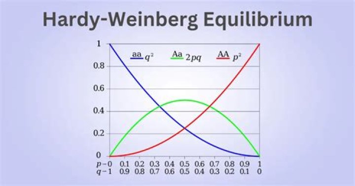 How do you calculate HW equilibrium?