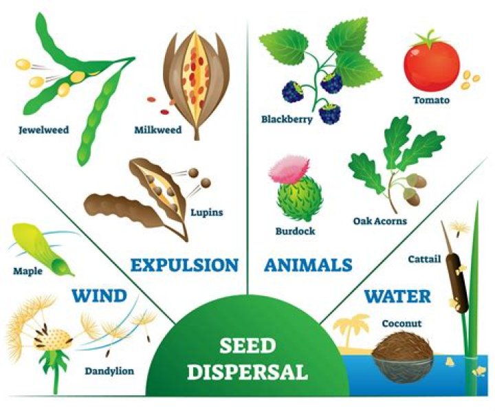 How do you disperse a Nanopowder?