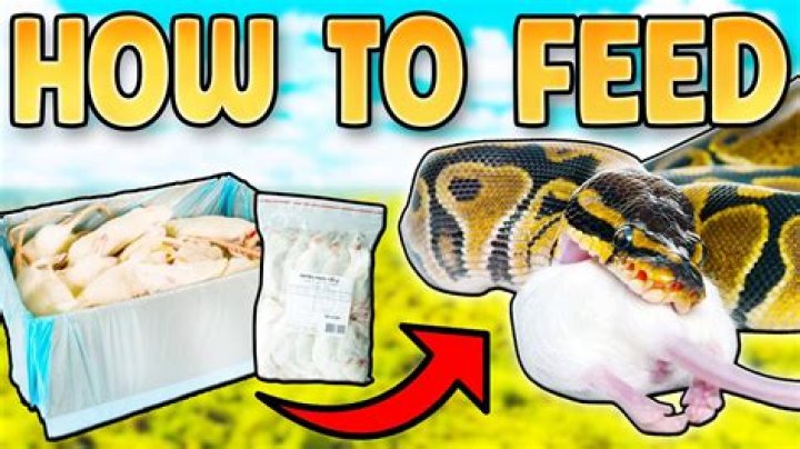 How do you feed a Lindner feed?