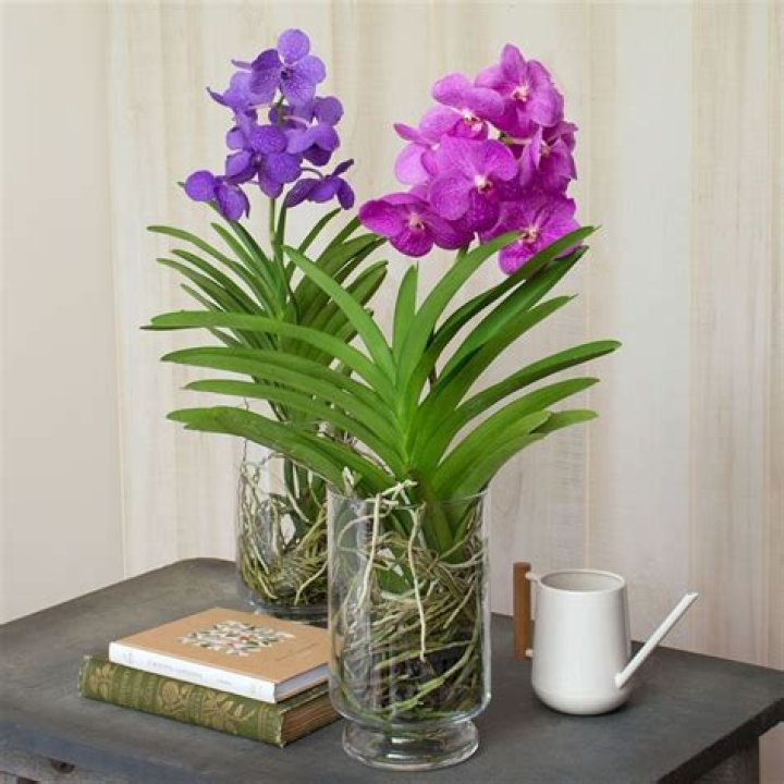 How do you grow Vanda orchids in a glass vase?