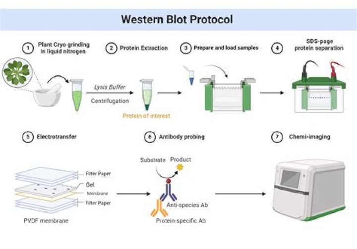 How do you strip in western blot?