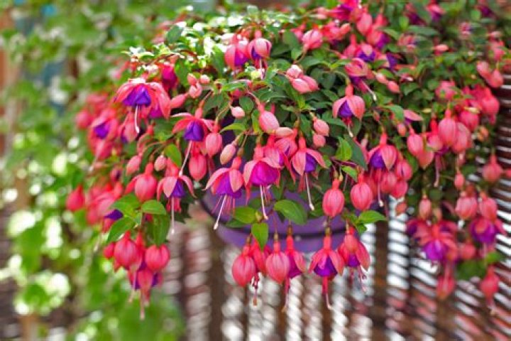 How do you take care of fuchsias in hot weather?