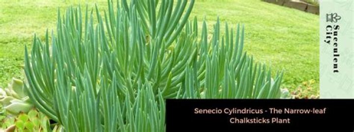 How do you take care of Senecio Cylindricus?