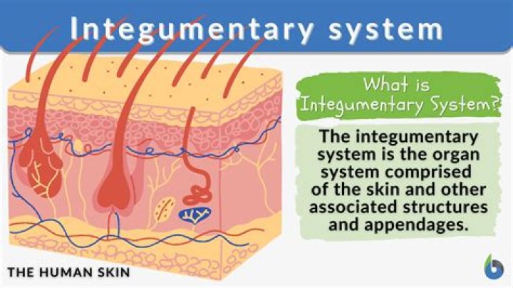How does the integumentary system maintain homeostasis?