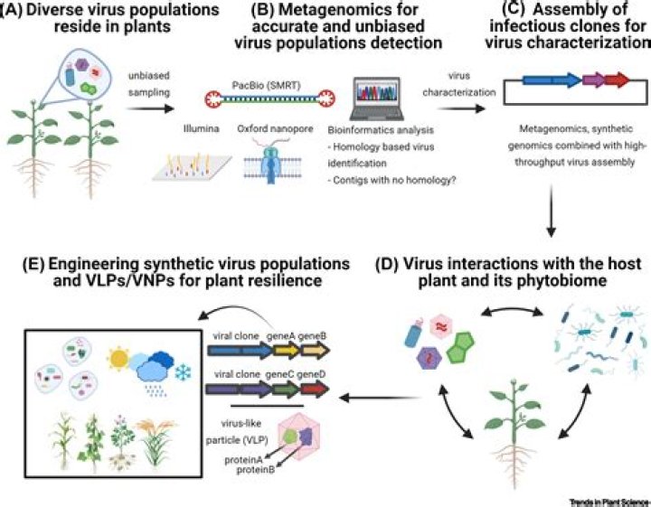How does virus induced gene silencing work?