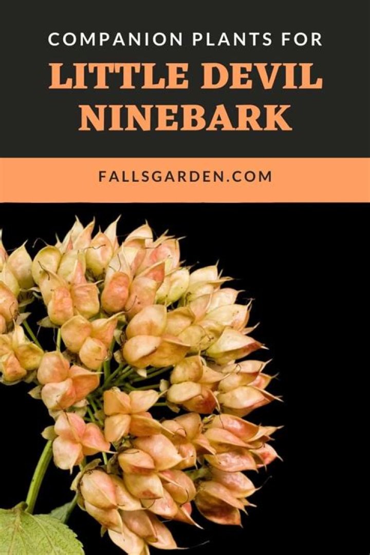 How far apart do you plant little devil ninebark?