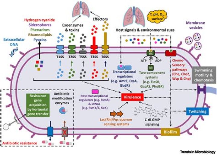 How is quorum sensing related to bacterial infections and antibiotic resistance?