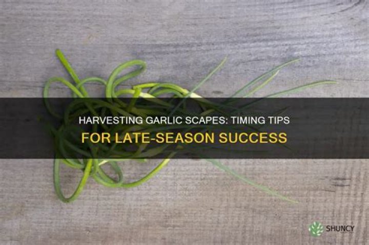 How late can you harvest garlic?