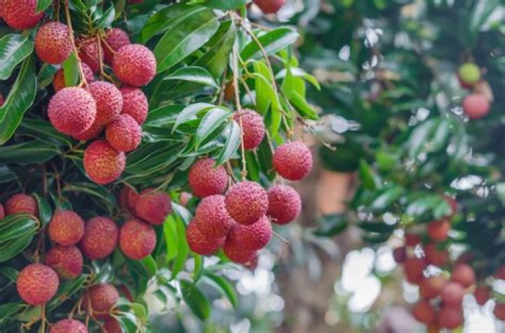 How long does a lychee tree take to fruit?