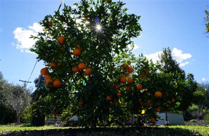 How long does a mandarin tree take to produce fruit?