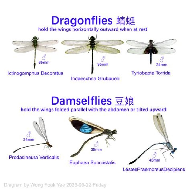 How long does Bromo-DragonFLY take to work?