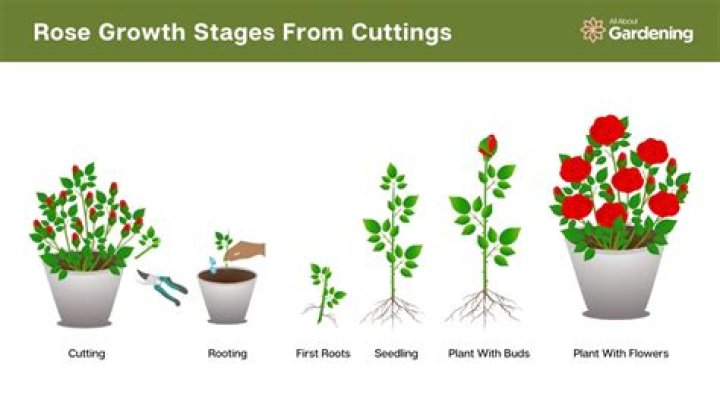 How long does it take to grow a pitcher plant from seed?