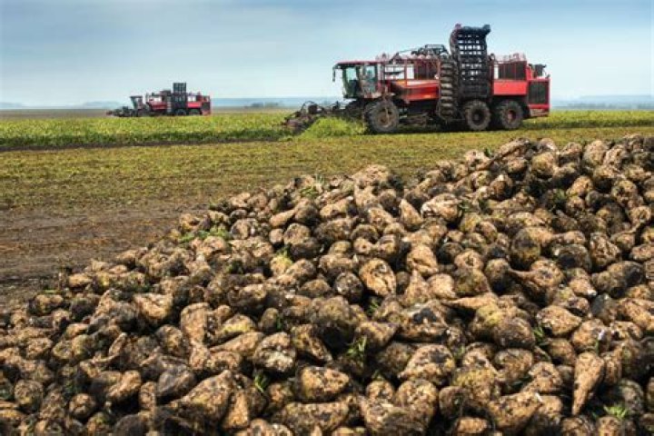 How long does Sugar Beet Harvest last?