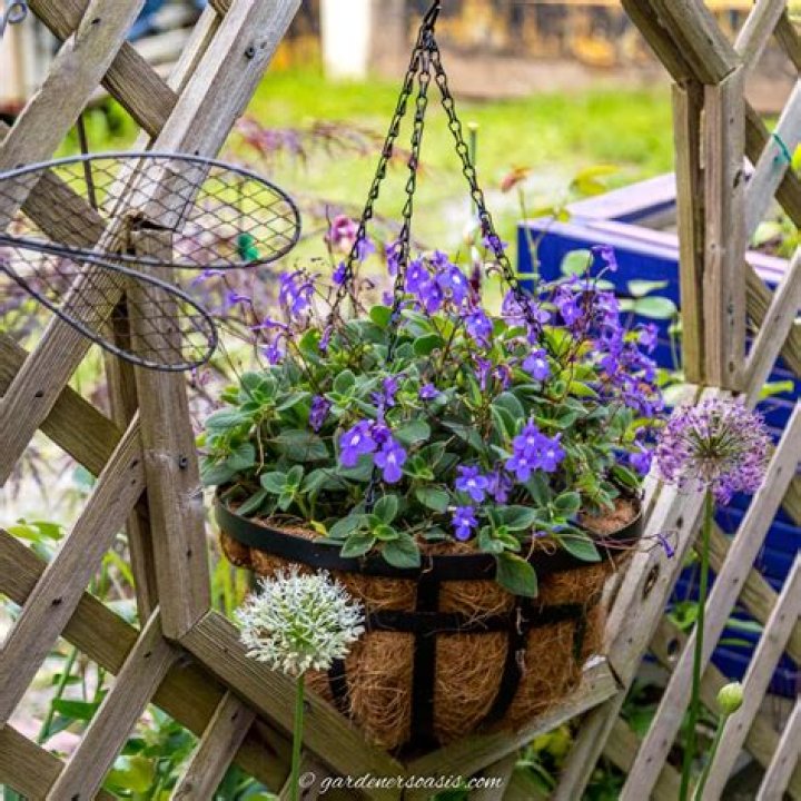 How many plants should you put in a hanging basket?