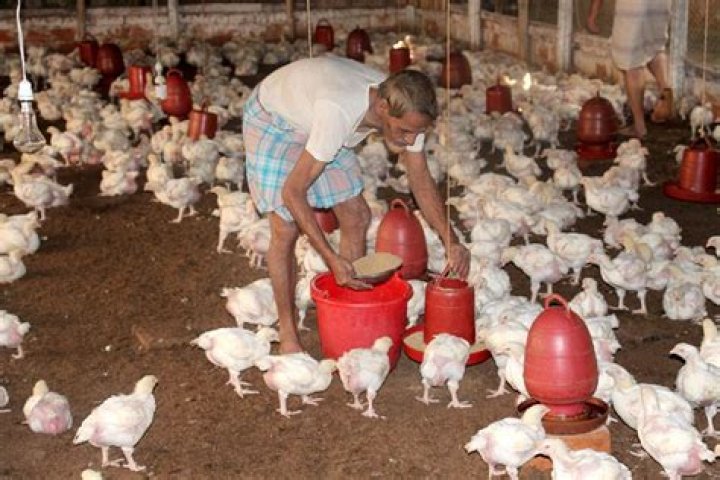 How many poultry farms in Bangladesh?