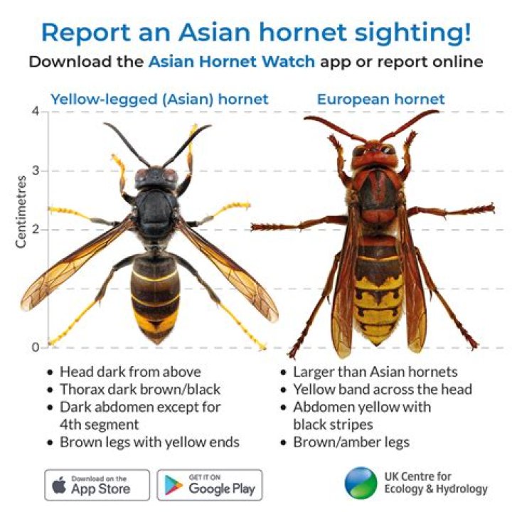 How many types of Asian are there?