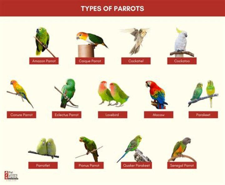 How many types of maithuna are there?