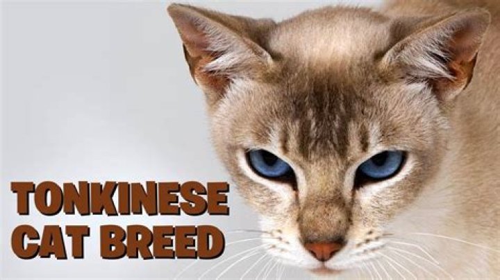 How much do Tonkinese cats cost?